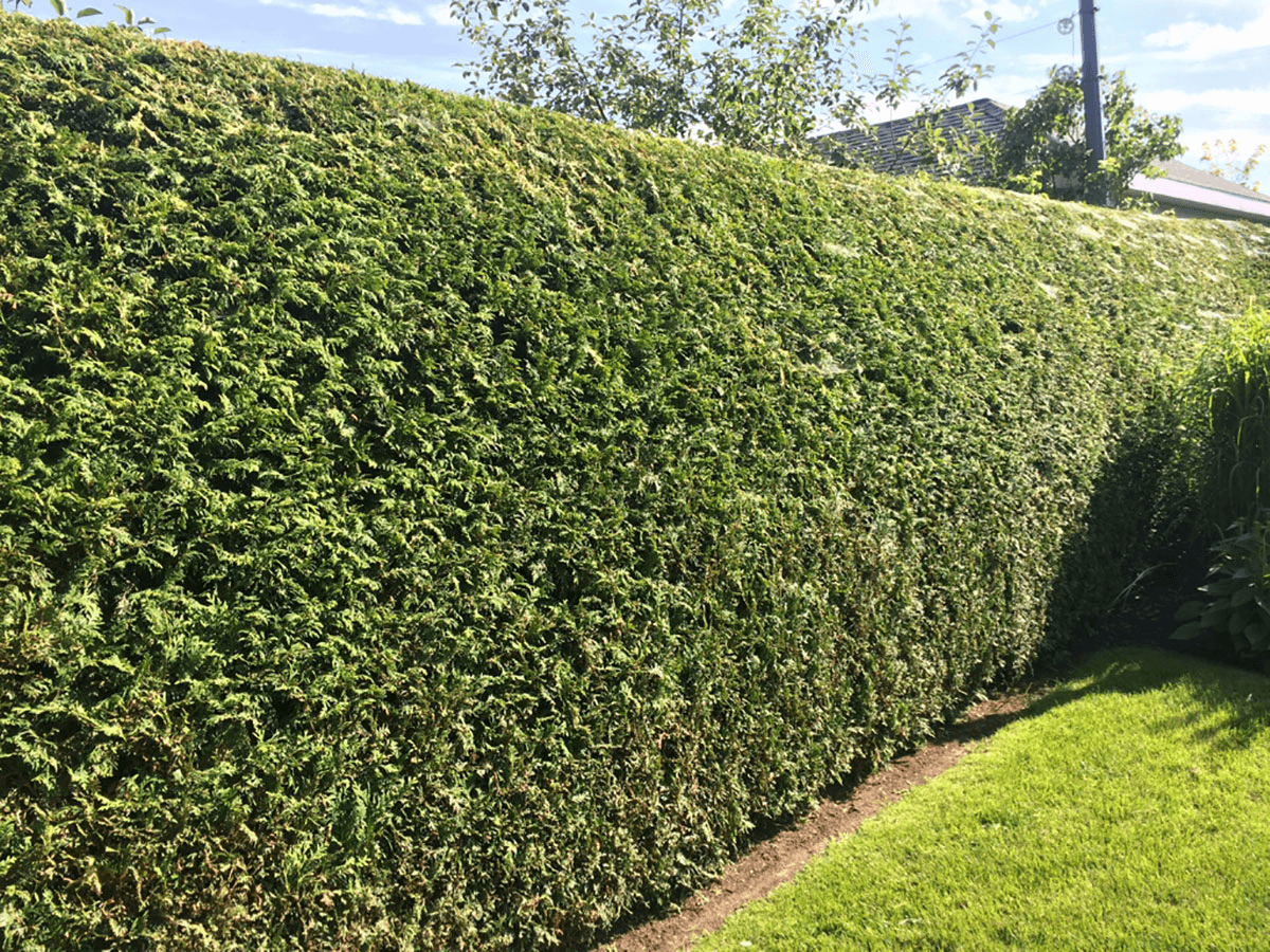 Taille de haies et branches